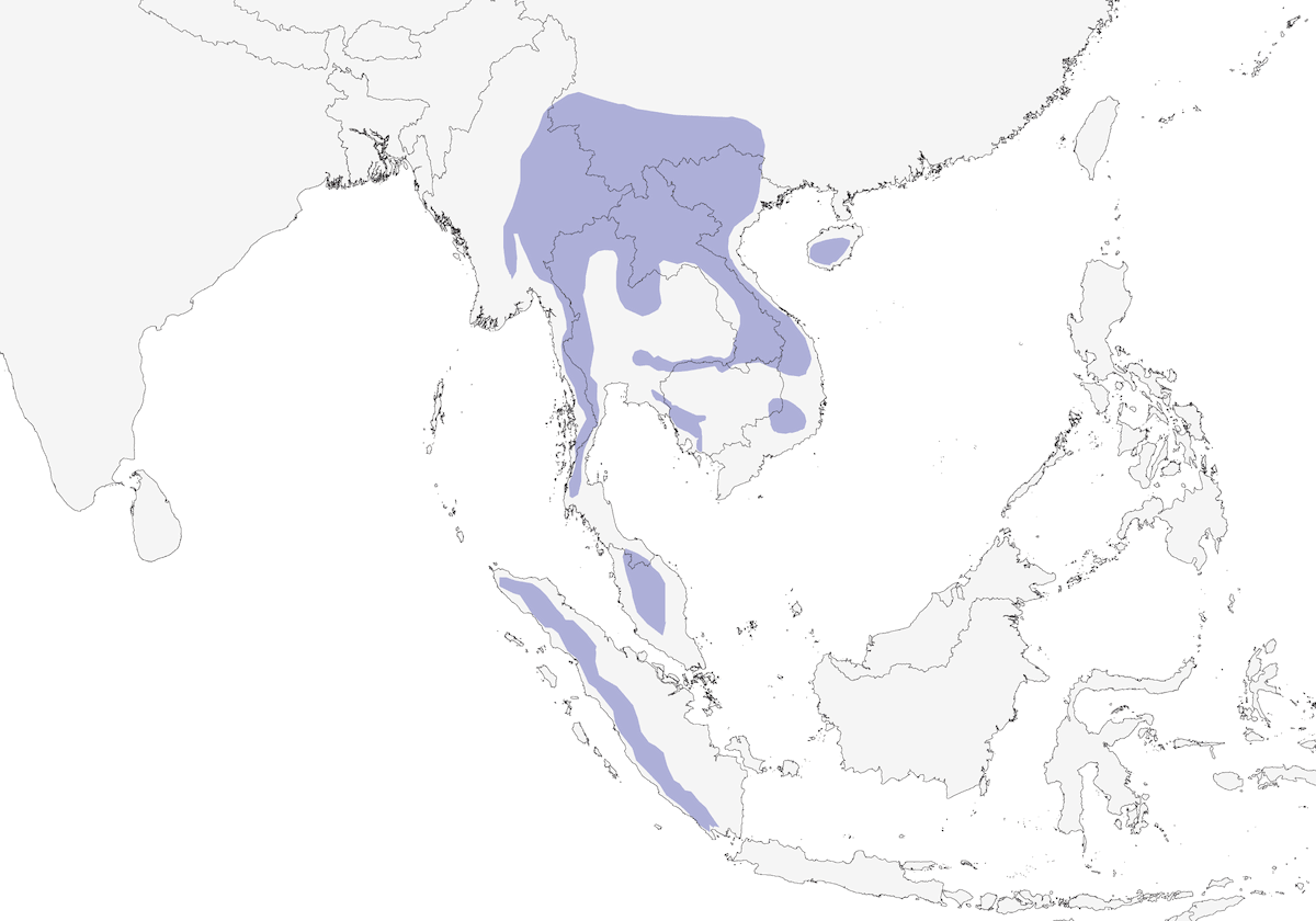 Silver-breasted Broadbill, Distribution 1