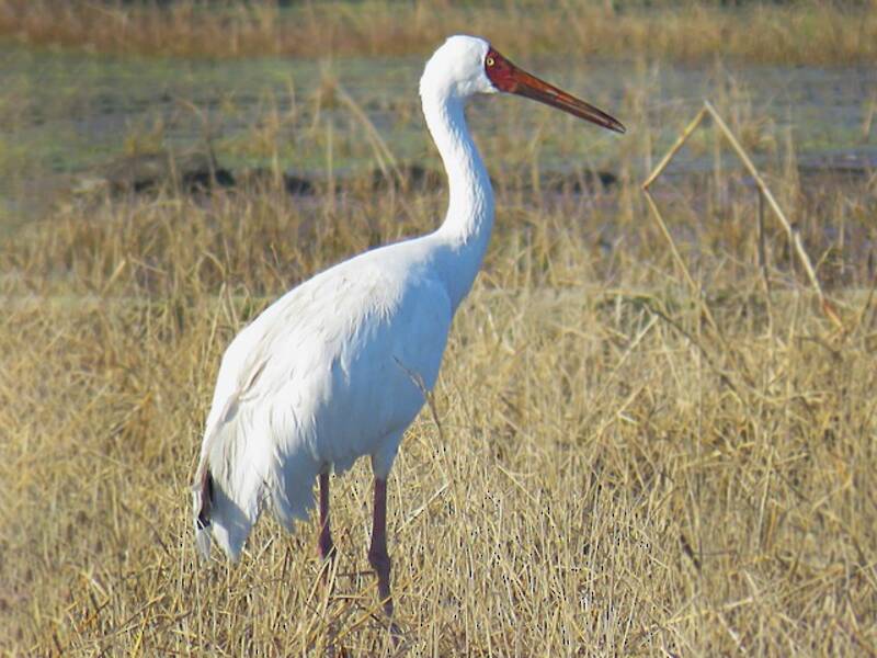 Gru siberiana, Foto 4