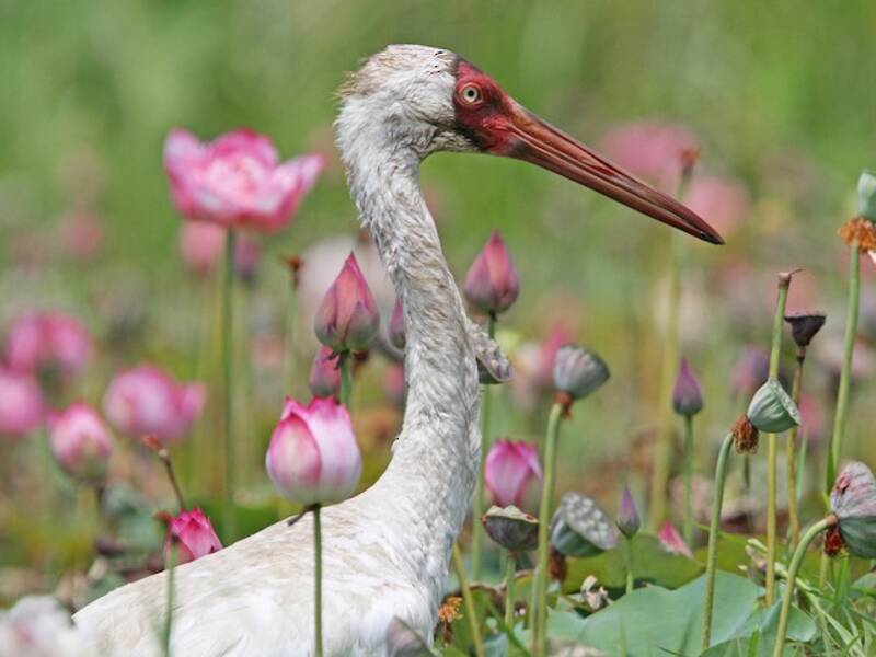 Siberian Crane (Leucogeranus leucogeranus)