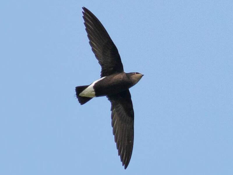 Silver-backed Needletail, Photos 3