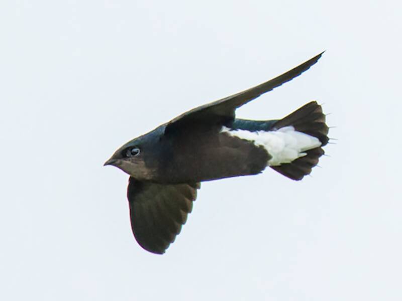 Silver-backed Needletail, Photos 2