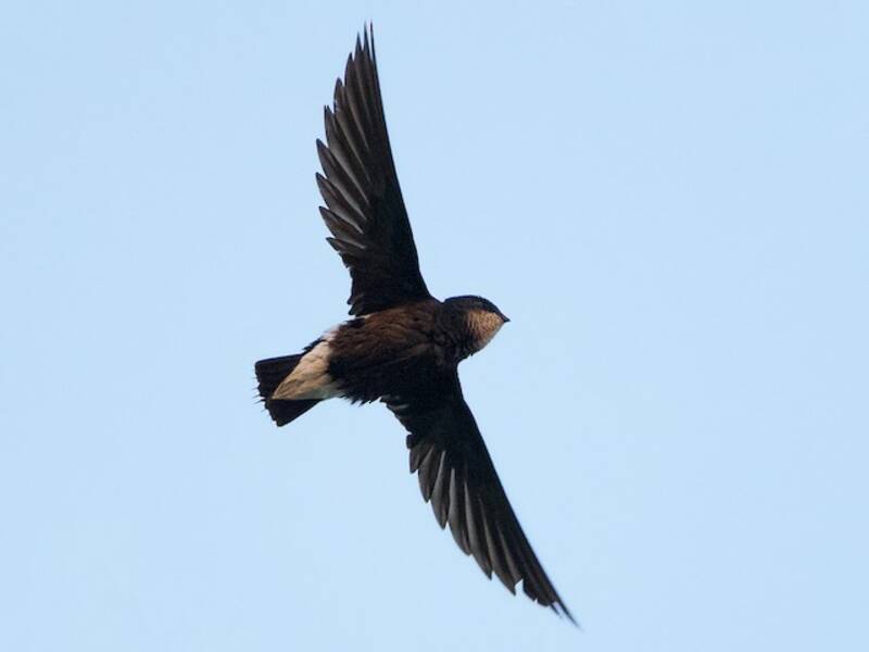 Silver-backed Needletail