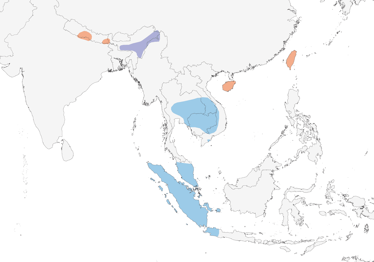 Silver-backed Needletail, Distribution 1