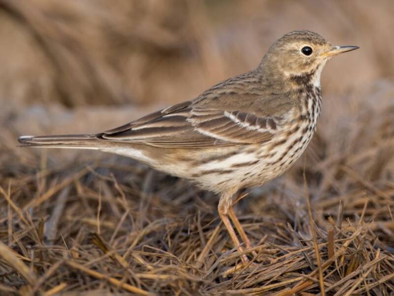 Pispola siberiana, Foto 4