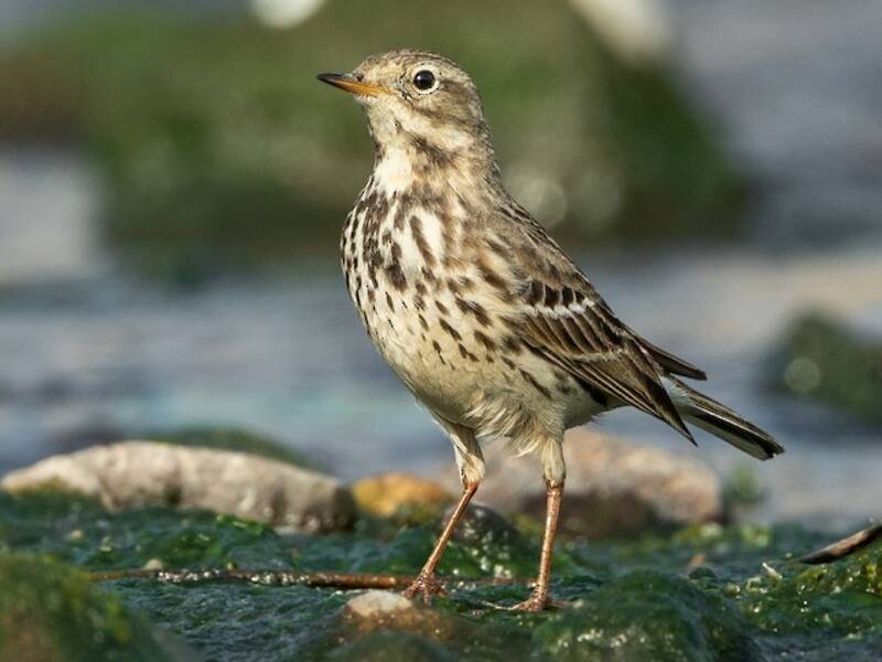 Pispola siberiana, Foto 3