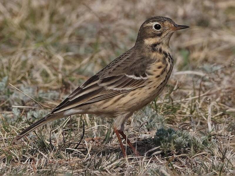 Pispola siberiana, Foto 2