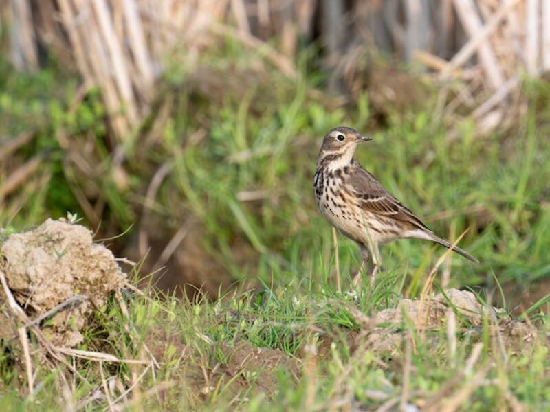 Pipit de Hodgson