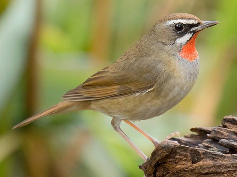 Siberian Rubythroat