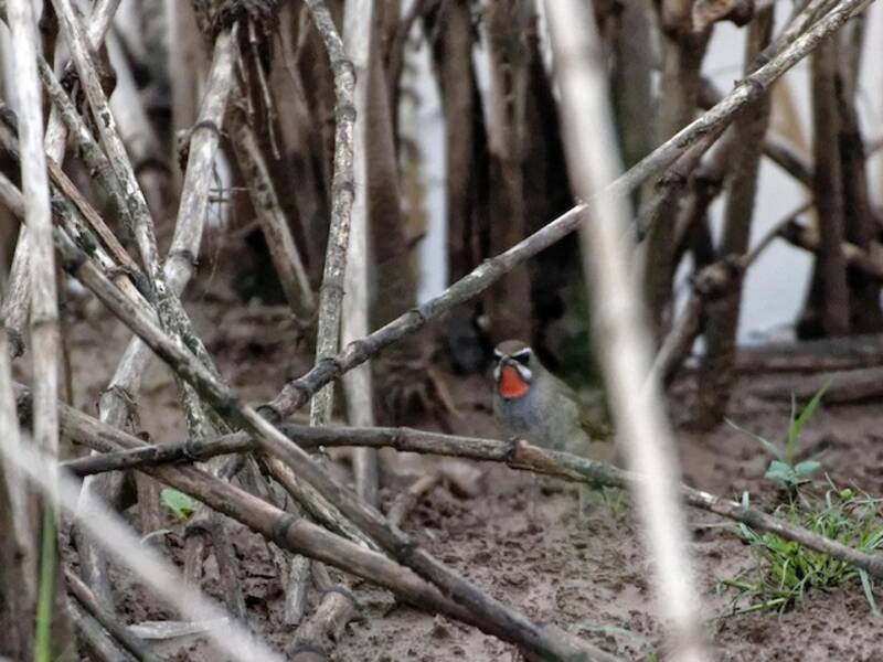 Usignolo rubino siberiano, Foto 4