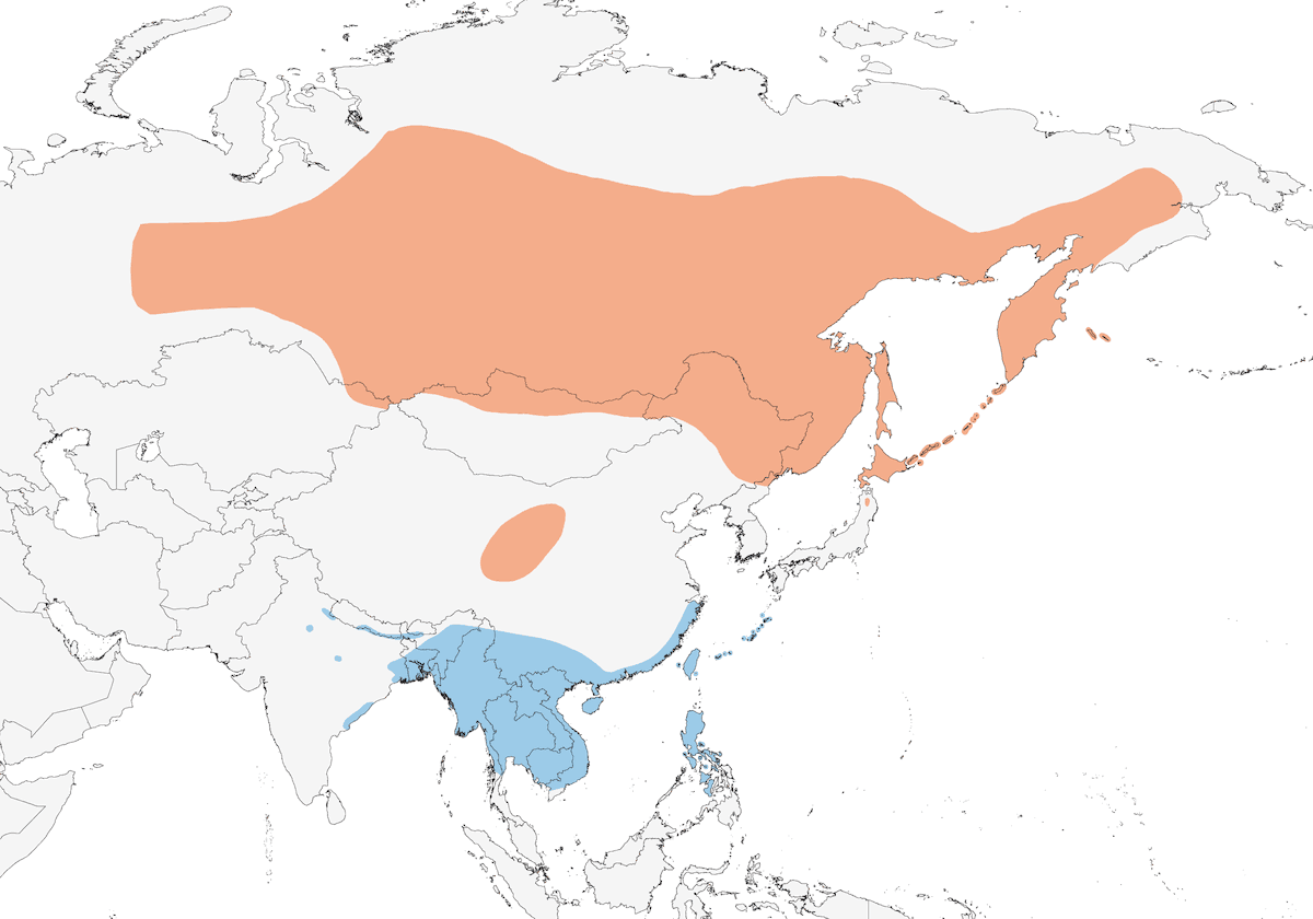 Usignolo rubino siberiano, Distribuzione 1