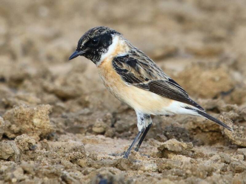 Saltimpalo siberiano, Foto 3