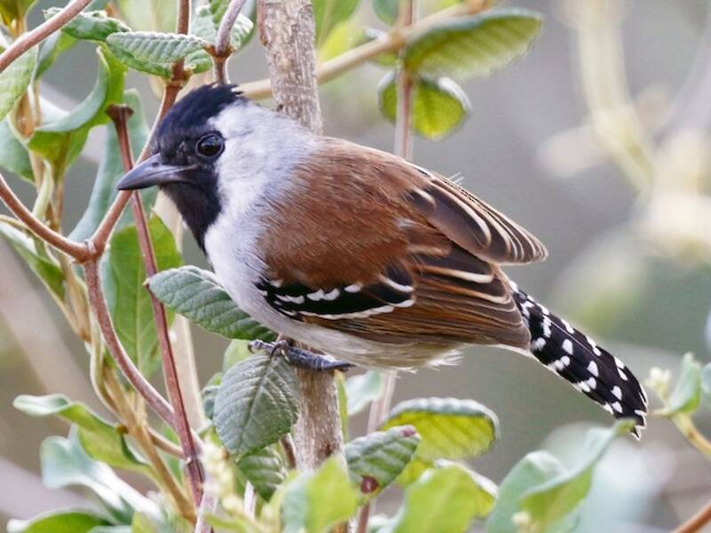 Silvery-cheeked Antshrike, Photos 2