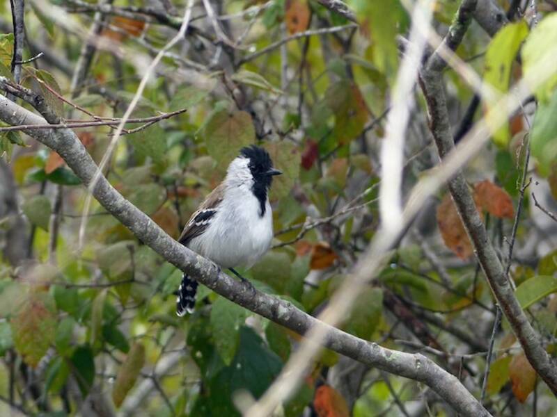 Silvery-cheeked Antshrike