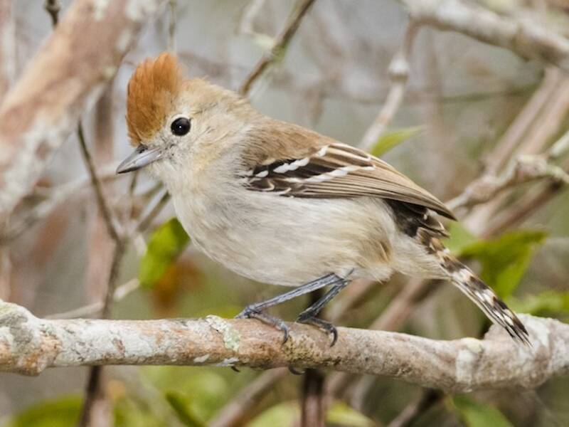 Silvery-cheeked Antshrike, Photos 3