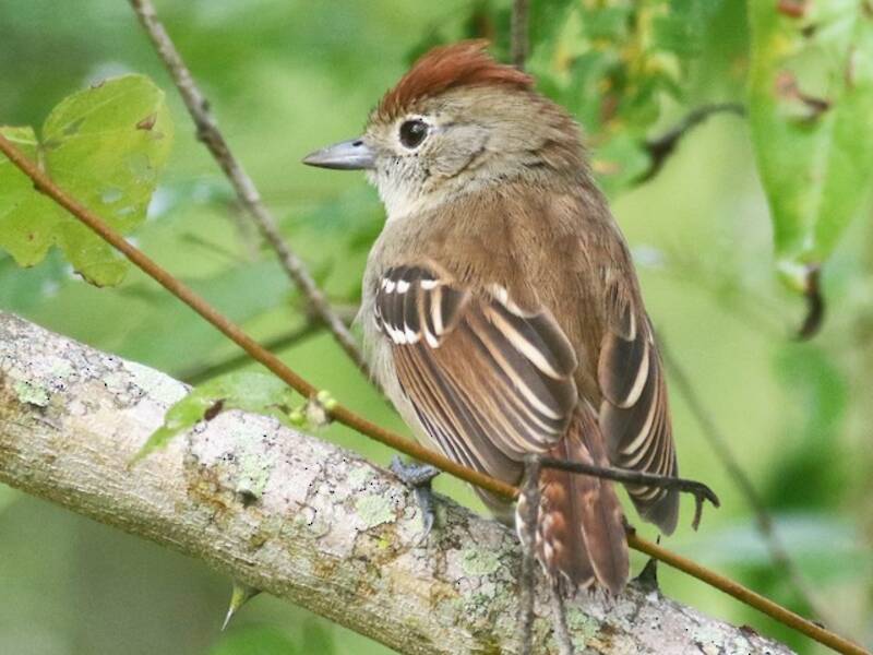 Silvery-cheeked Antshrike, Photos 4