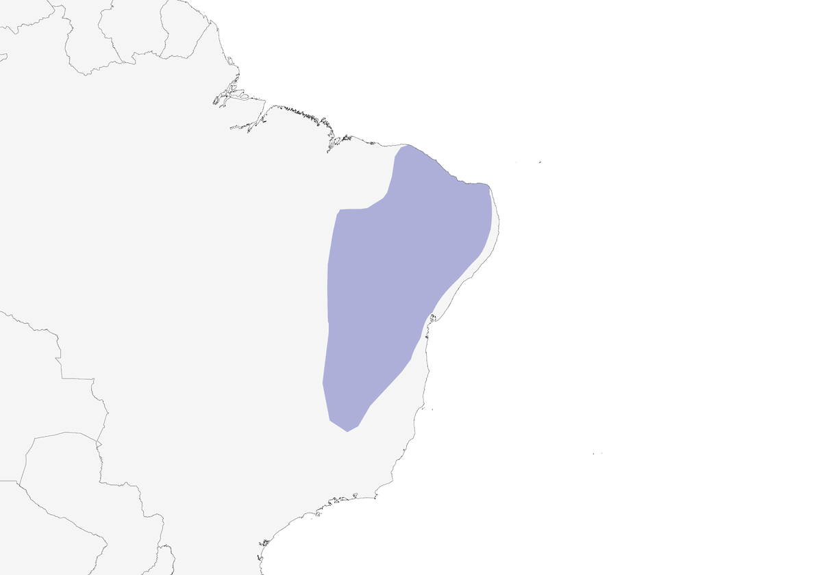 Silvery-cheeked Antshrike, Distribution 1