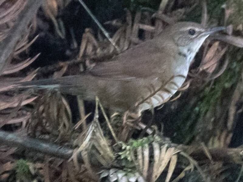 Sichuan Bush Warbler, Photos 3
