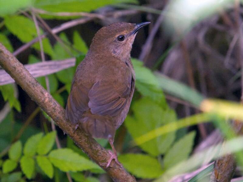 Sichuan Bush Warbler, Photos 1