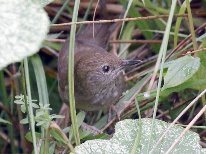 Sichuan Bush Warbler, Photos 2
