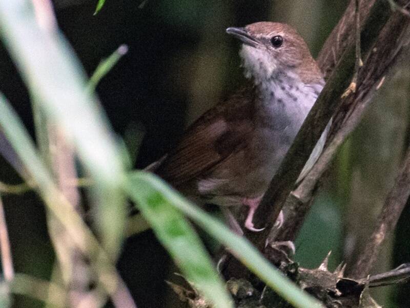 Sichuan Bush Warbler, Photos 4