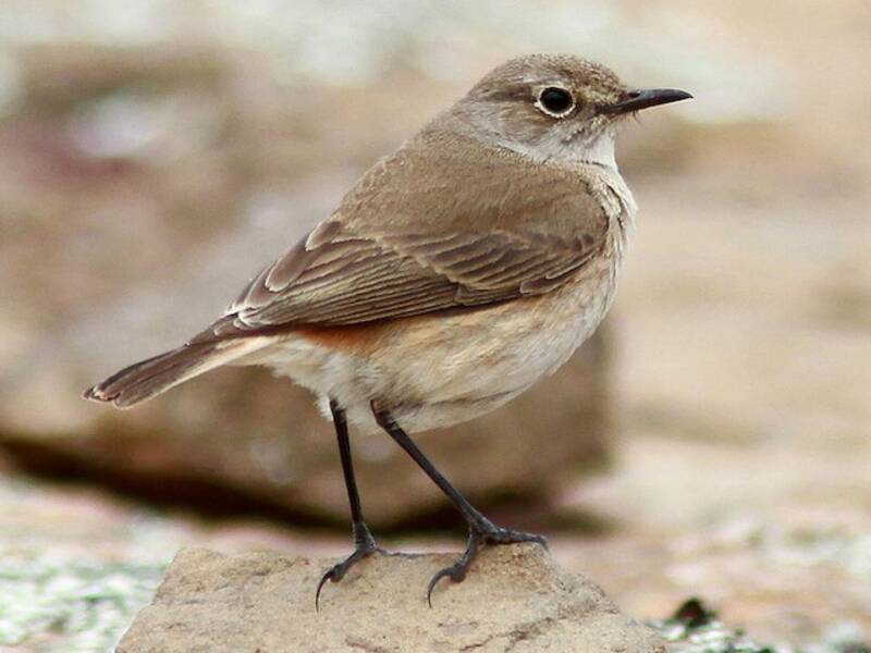 Camarrota alicurva
