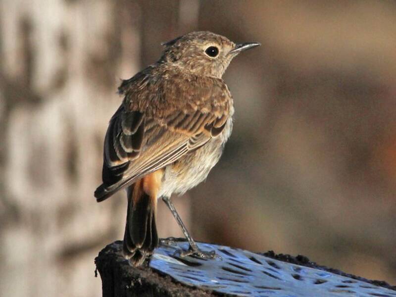 Traquet à ailes en faucille, Photos 2