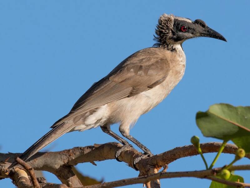 Silver-crowned Friarbird, 照片 2