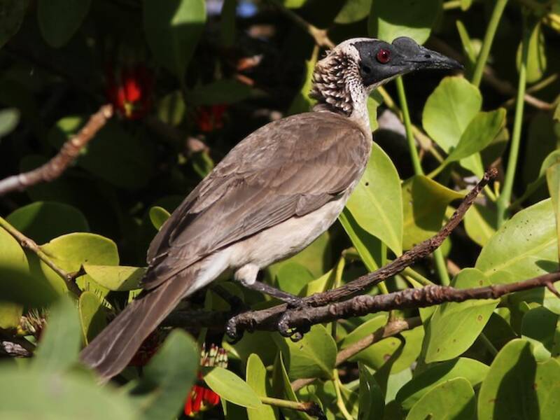 Silver-crowned Friarbird, 照片 4