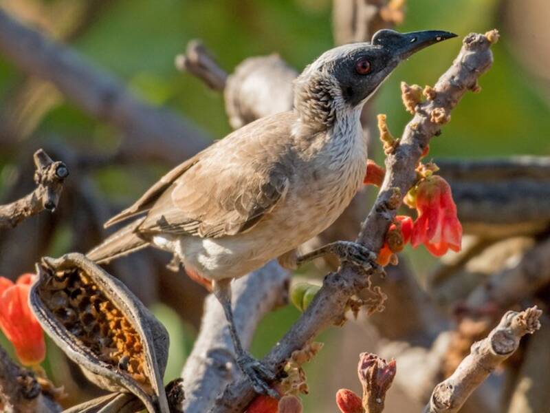 Silver-crowned Friarbird, 照片 3
