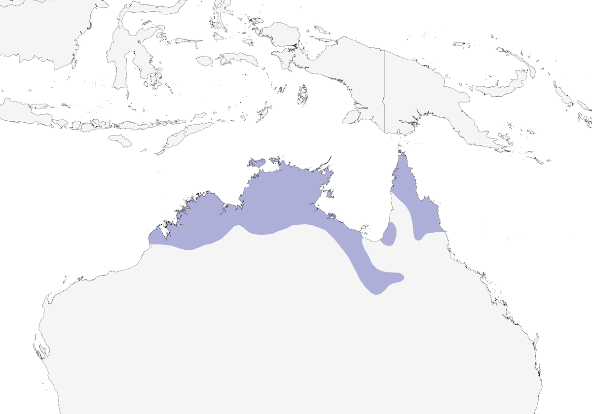 Silver-crowned Friarbird, 分布 1