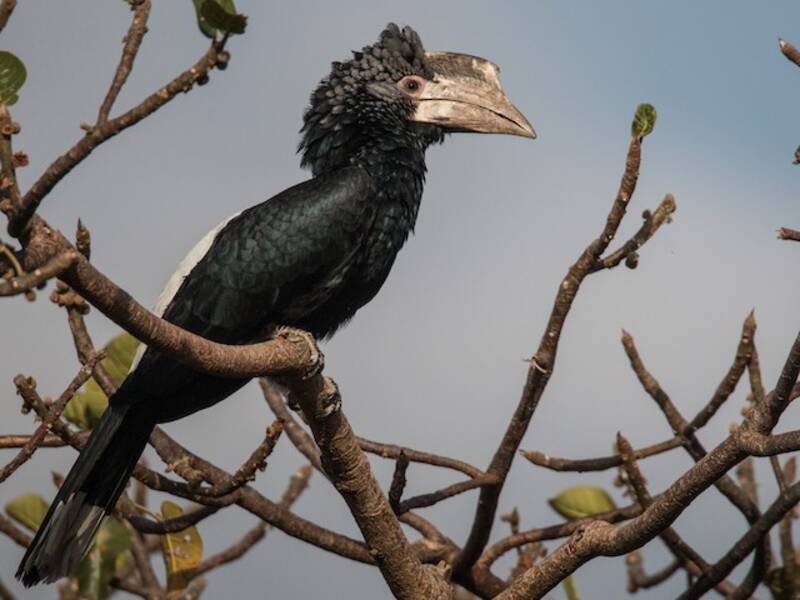 Silvery-cheeked Hornbill, 照片 3
