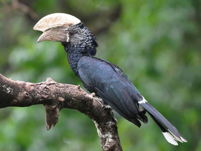Silvery-cheeked Hornbill, 照片 4