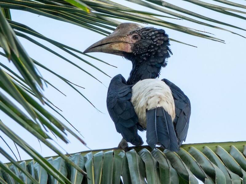 Silvery-cheeked Hornbill, 照片 2
