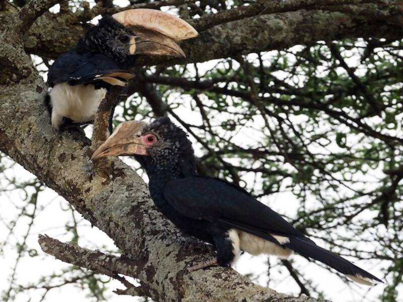 Silvery-cheeked Hornbill