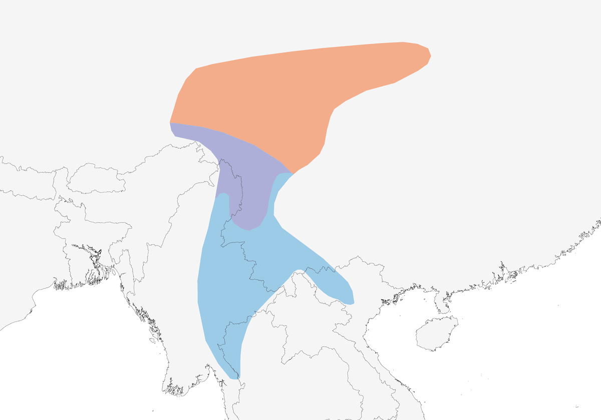 Fillo di Sichuan, Distribuzione 1