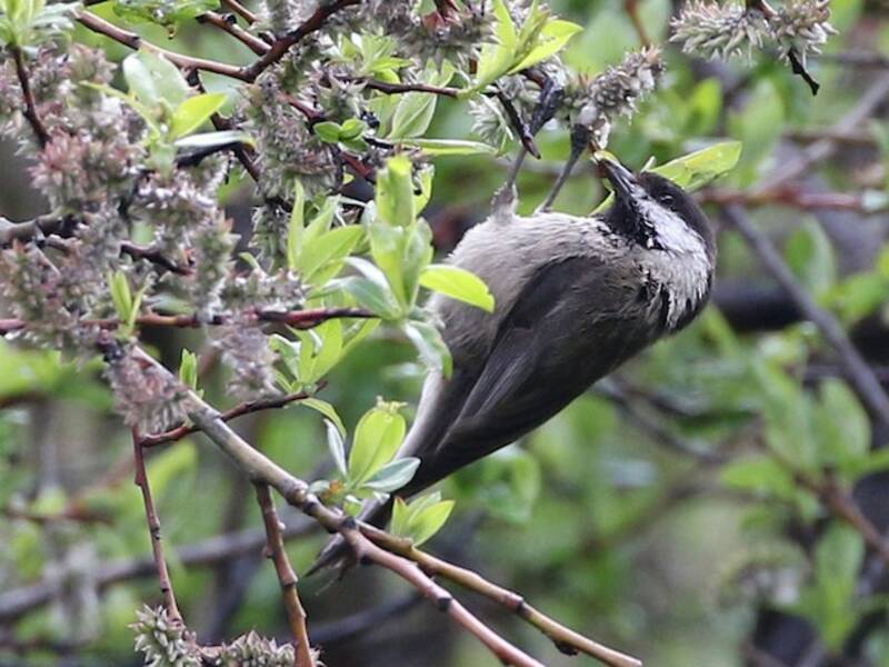 Sichuan Tit