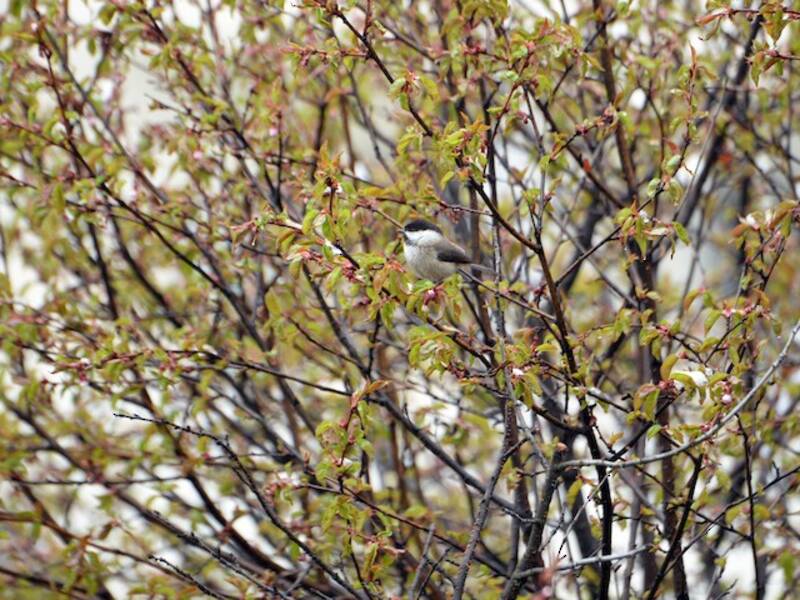 Mésange de Sichuan, Photos 4