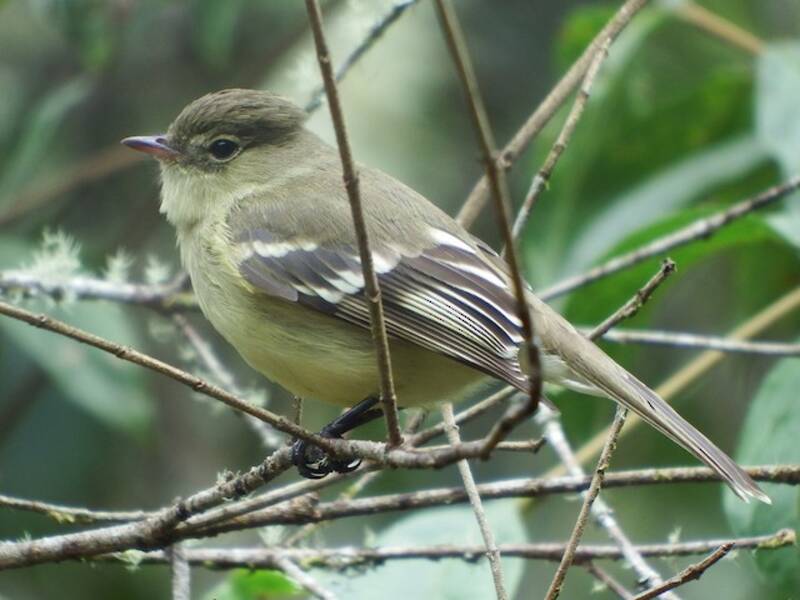 Sierran Elaenia