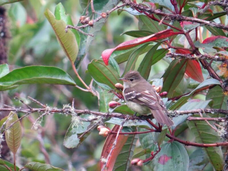 Sierran Elaenia, Photos 2
