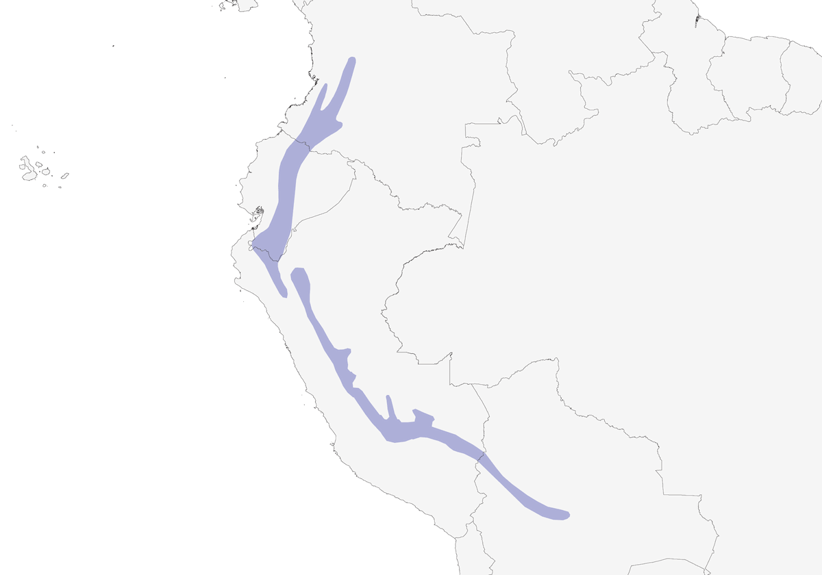 Sierran Elaenia, Distribution 1