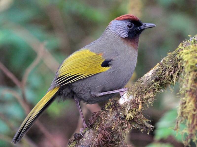 Silver-eared Laughingthrush