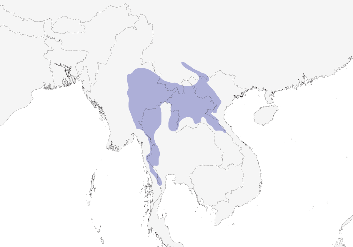 Garrulaxe oreillard, Distribution 1