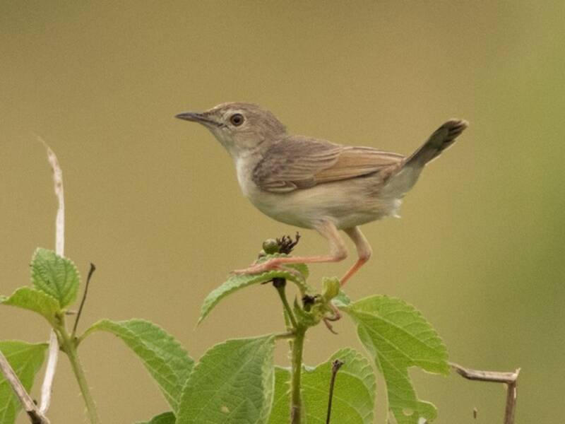 Siffling Cisticola, 照片 3