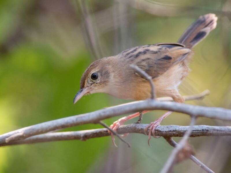 Siffling Cisticola, 照片 2