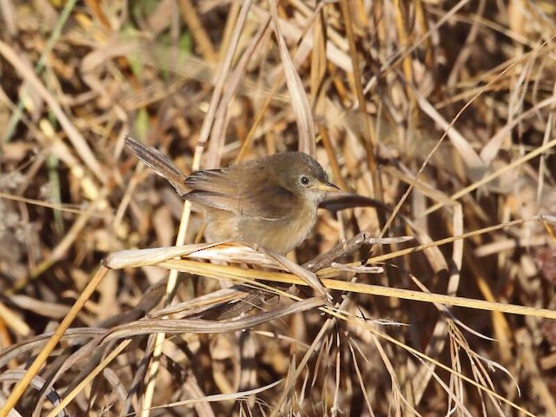 Siffling Cisticola, 照片 4