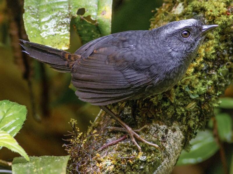 Silvery-fronted Tapaculo, Photos 4