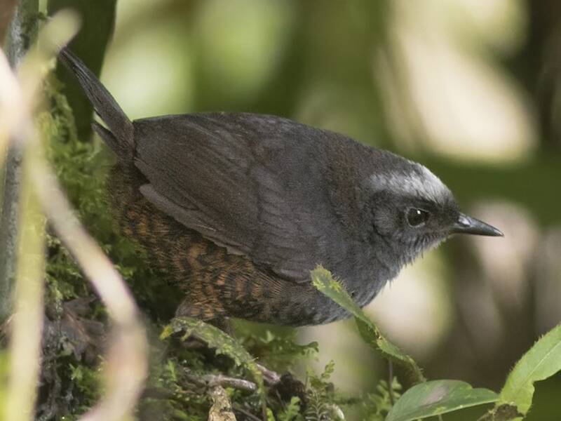 Silvery-fronted Tapaculo, Photos 3