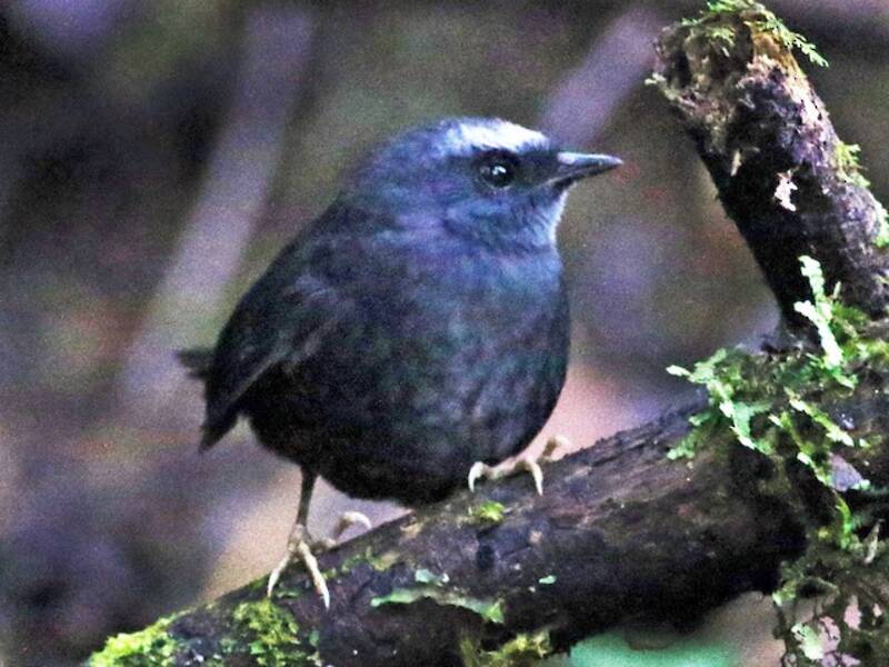 Silvery-fronted Tapaculo, Photos 2