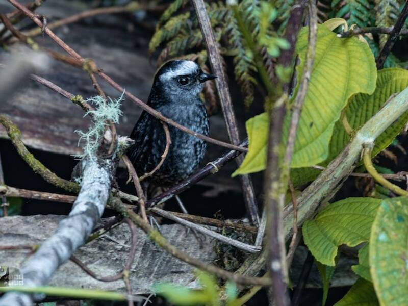 Silvery-fronted Tapaculo