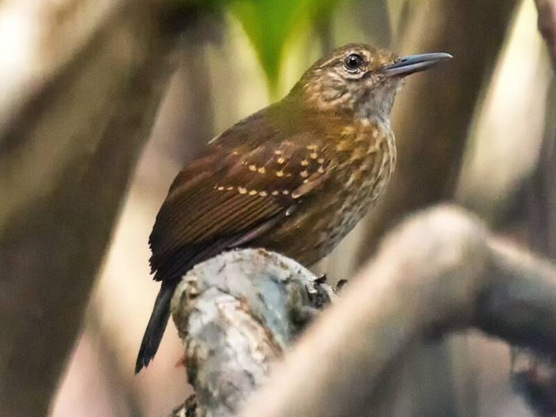 Silvered Antbird